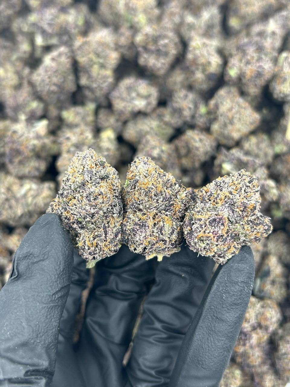 Blueberry Mimosa THCA Flower