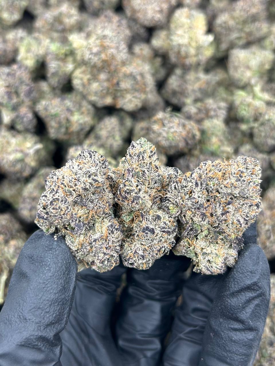 Pink Guavalato THCA Flower