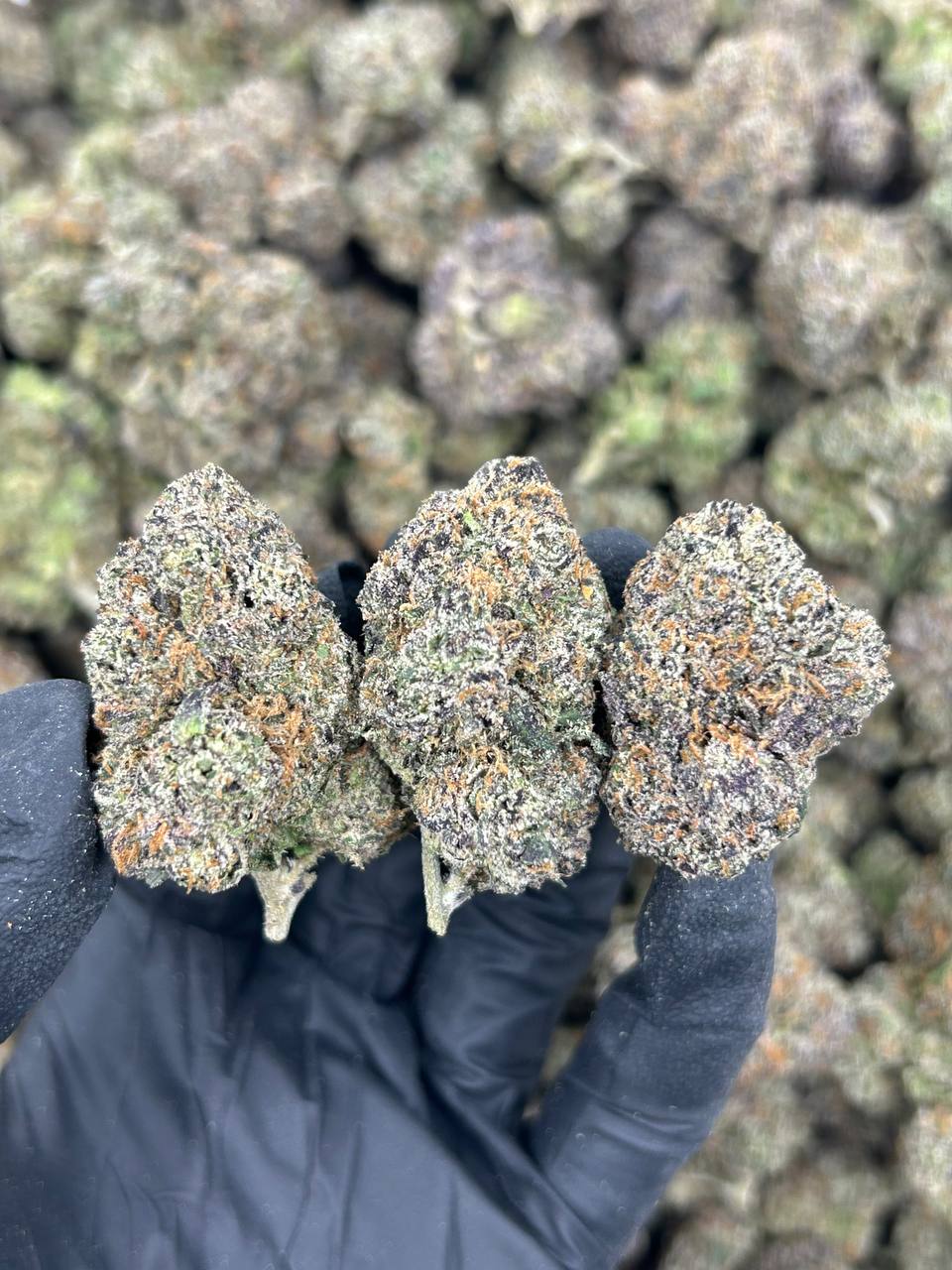 Kush Mintz THCA Flower