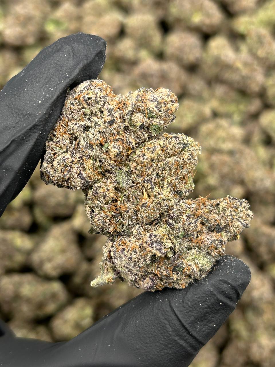 Purple Push Pop THCA Flower