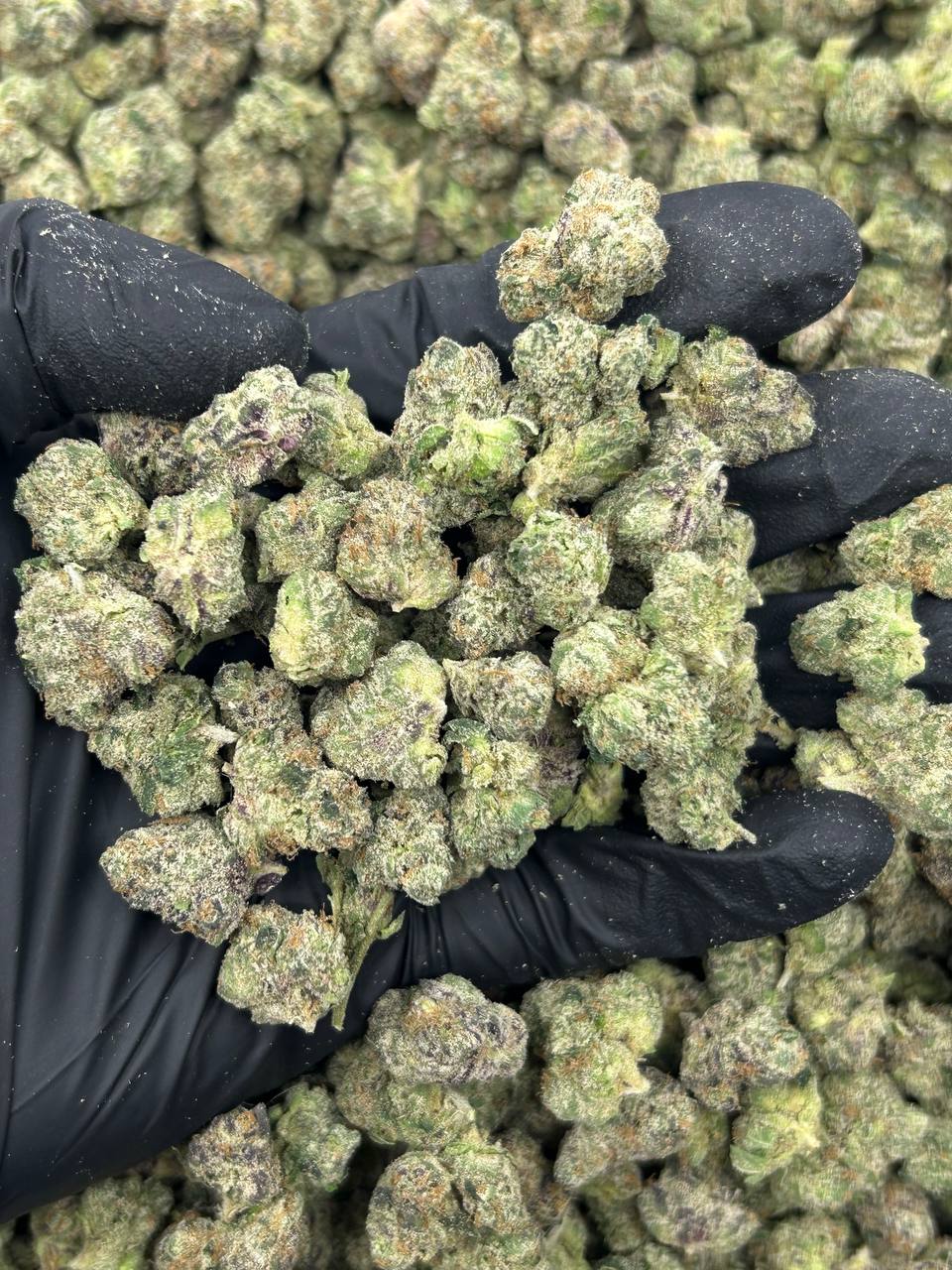 Lemon Cherry Guava THCA Flower