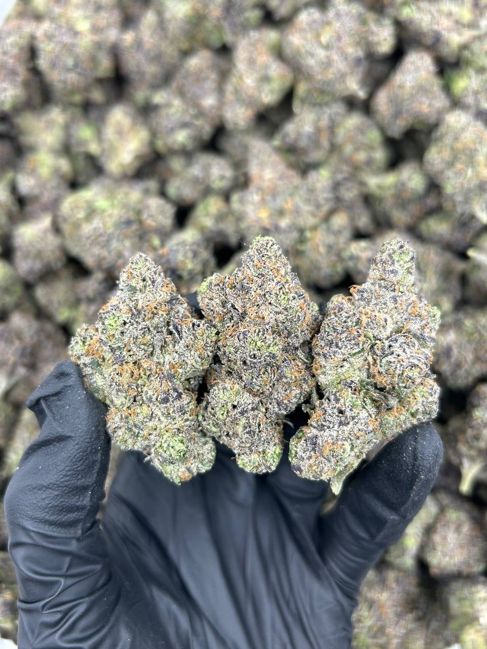 Candy Cutz THCA Flower