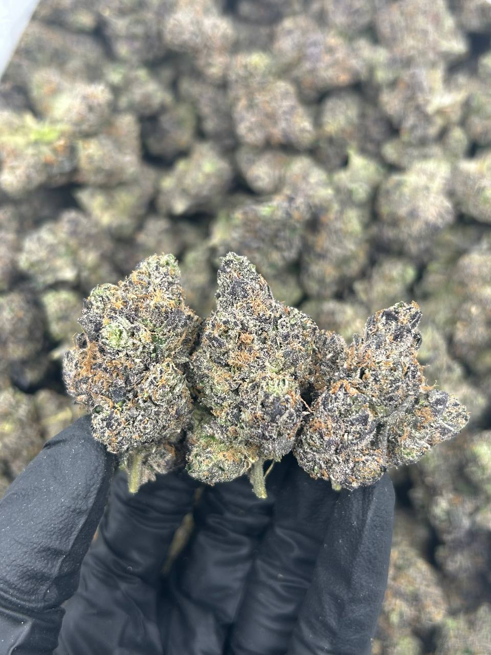 Gumbolato THCA Flower