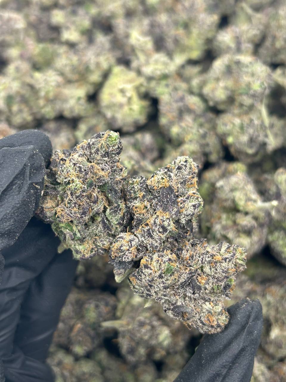 Tropicana Cherriez THCA Flower