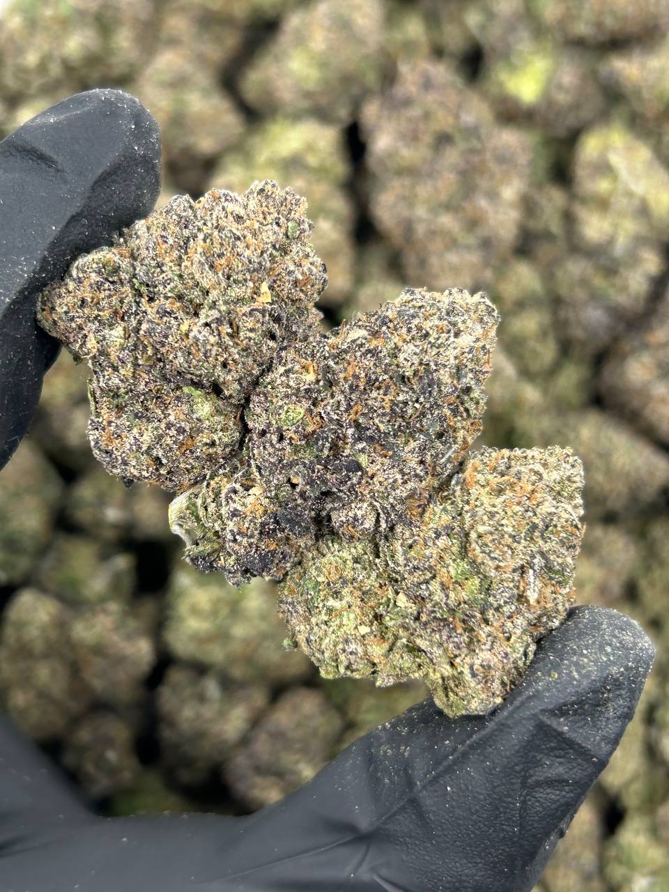 Rainbow Runtz THCA Flower