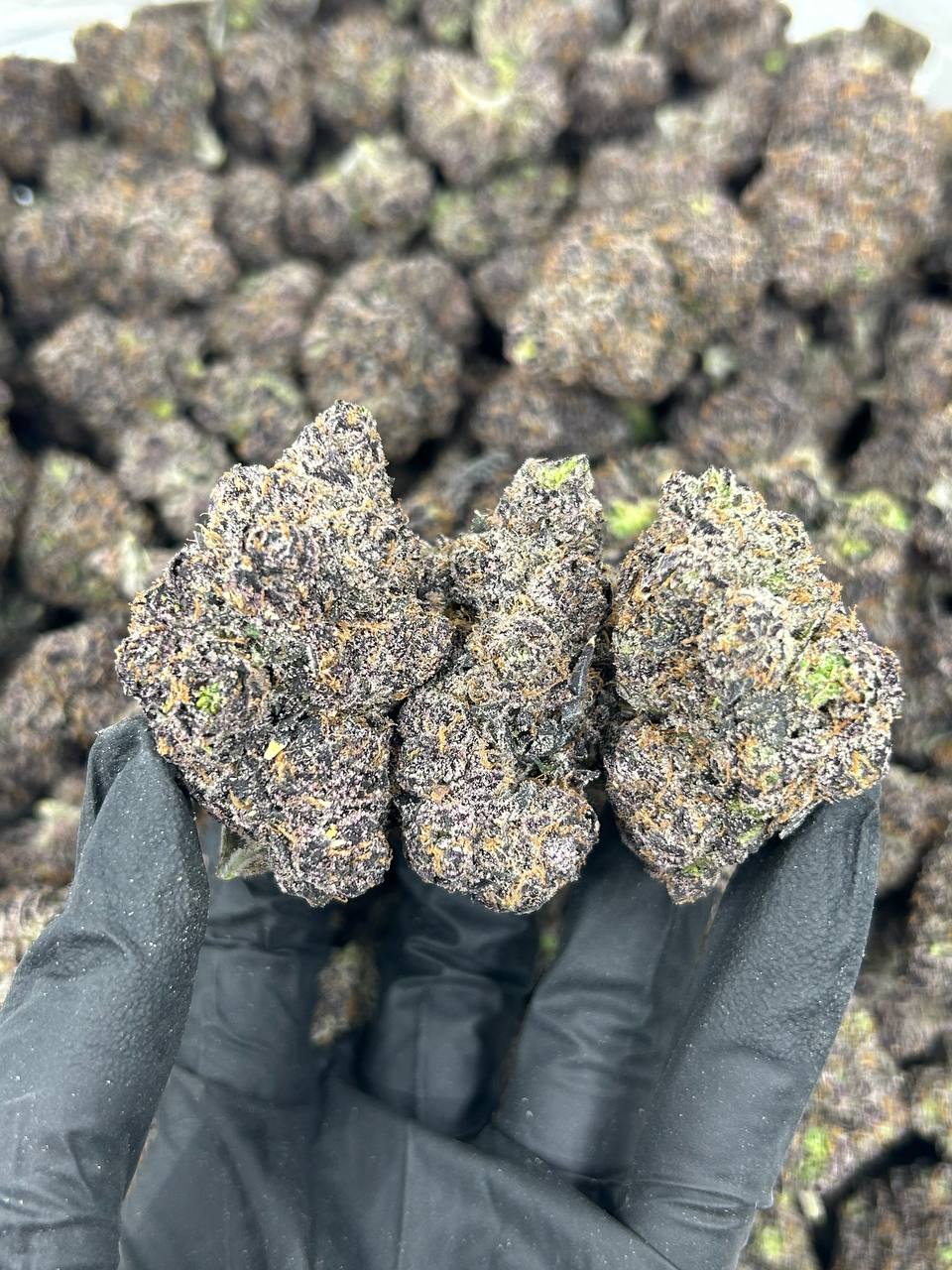 Black Cherry Gelato THCA Flower