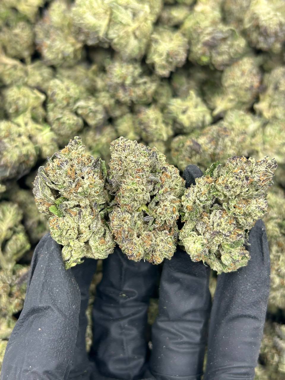 Alien Fritter THCA Flower