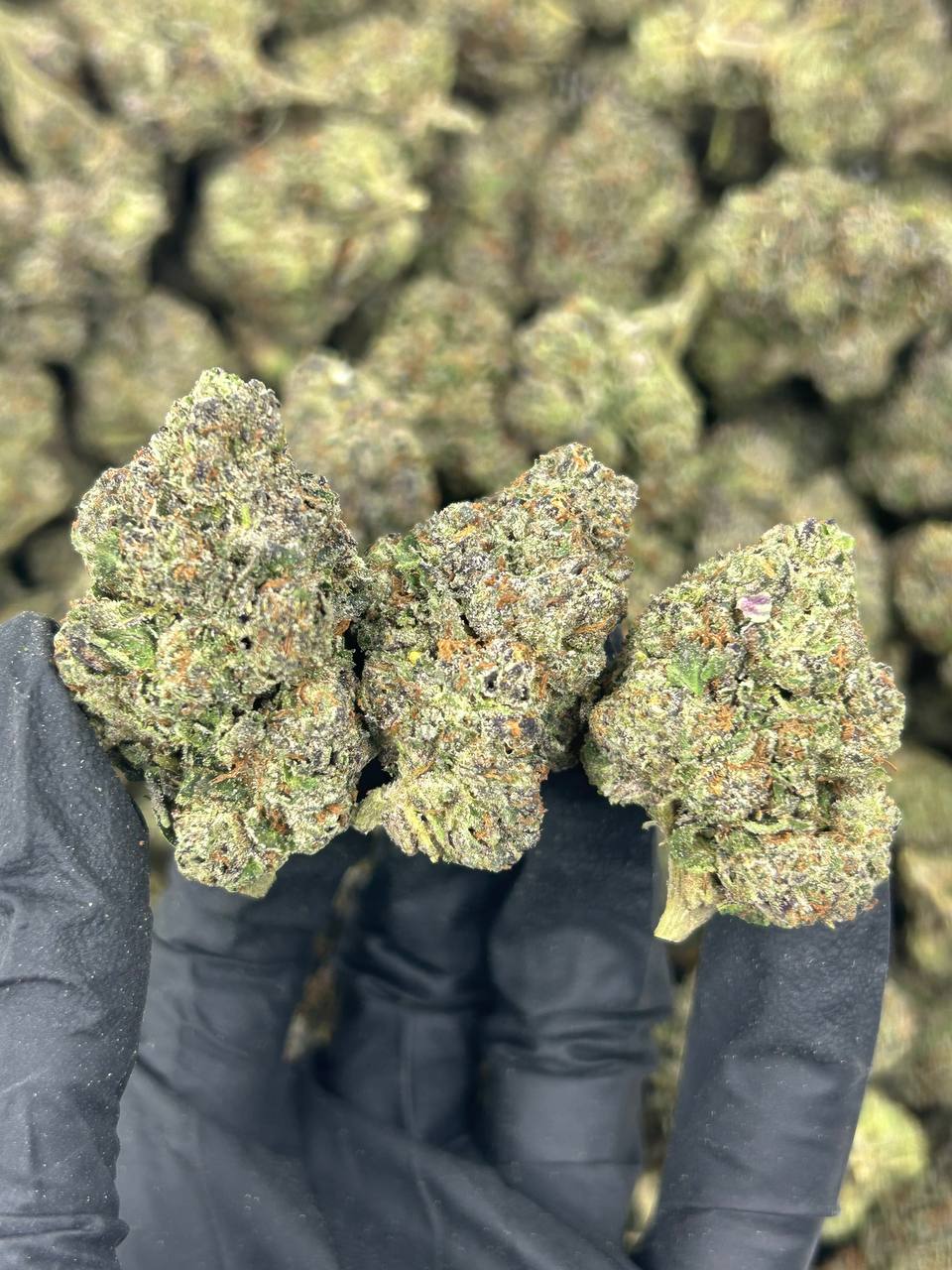 Pink Runtz THCA Flower