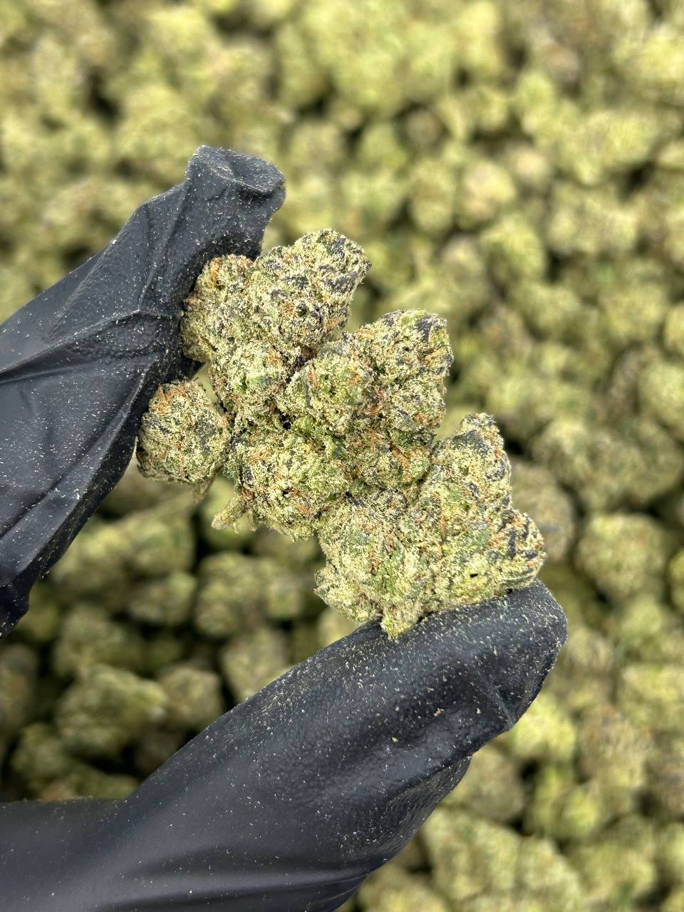 Bubblegum Popperz THCA Flower