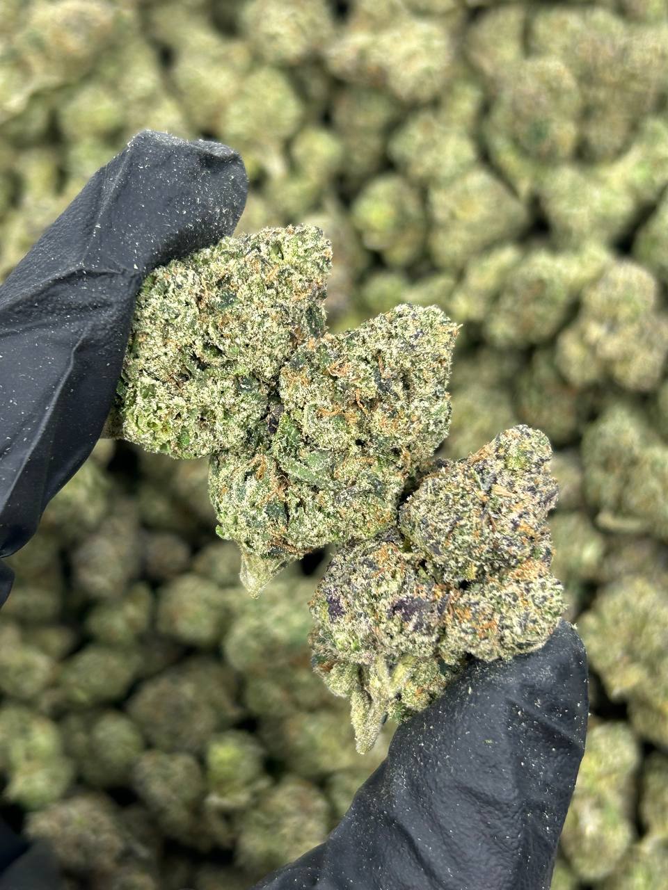 Candy Zerbert THCA Flower