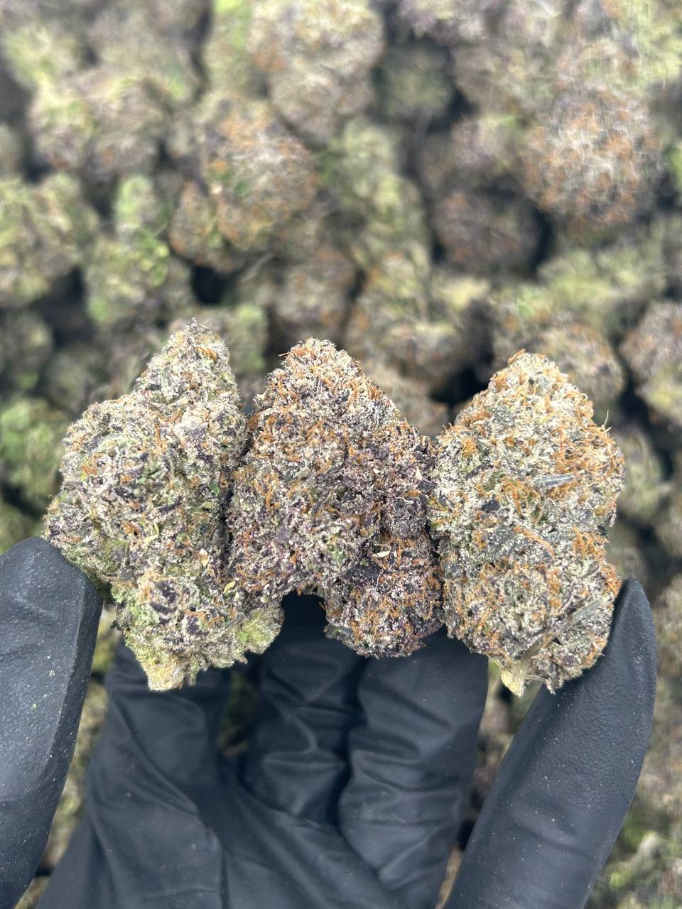 Grape Ape THCA Flower