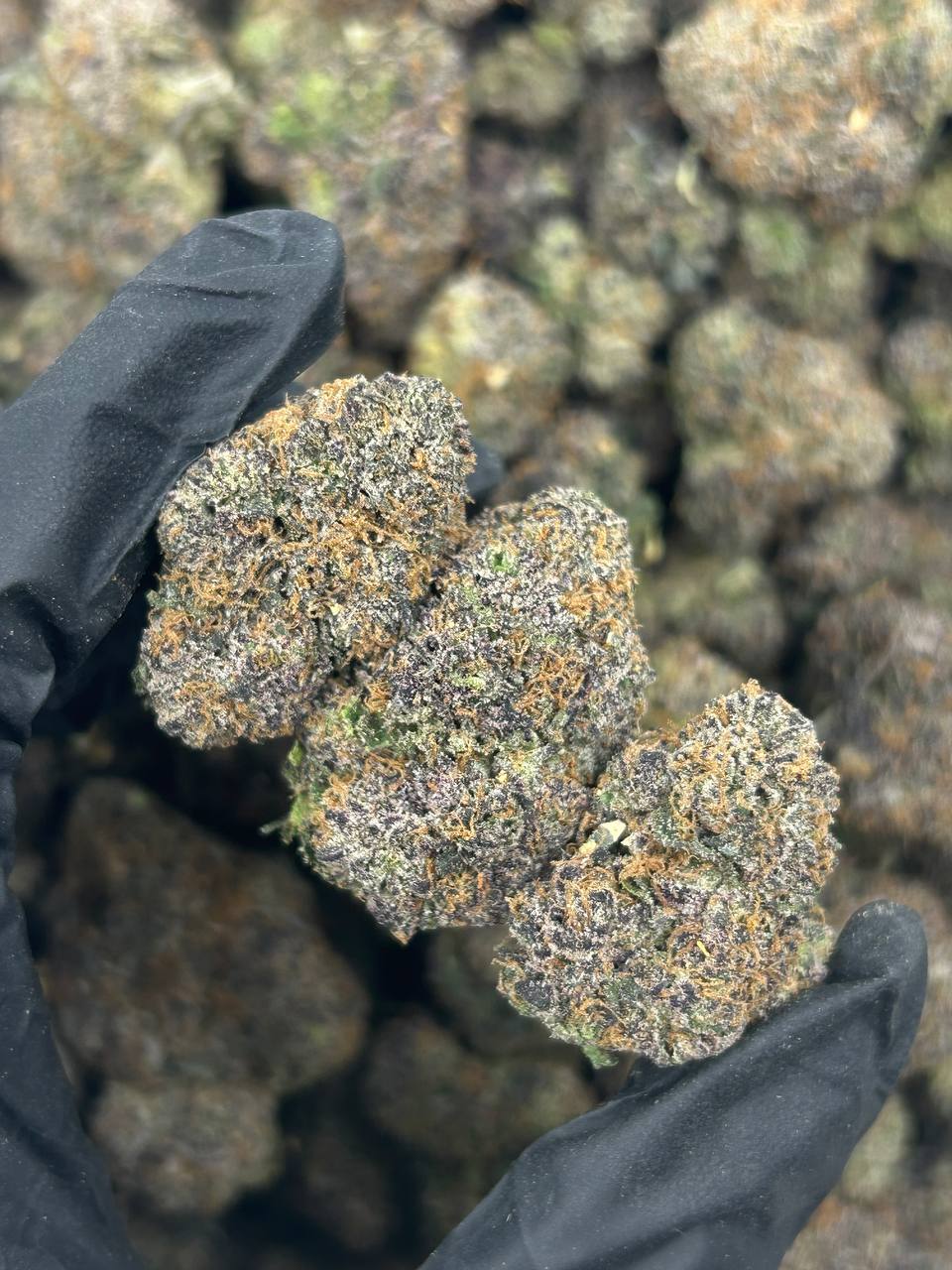 Cherry AK-47 THCA Flower