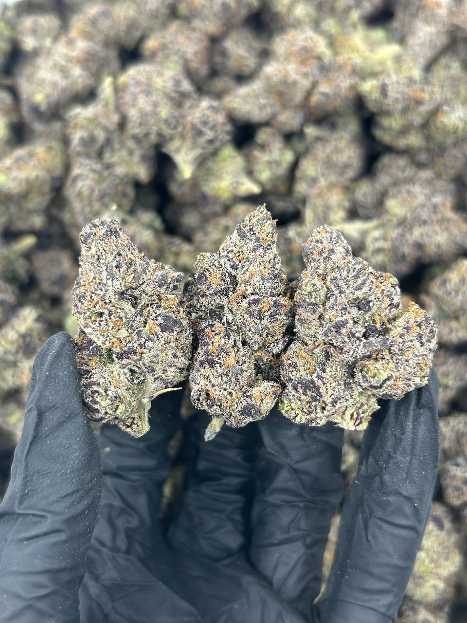 Candy Cutz THCA Flower