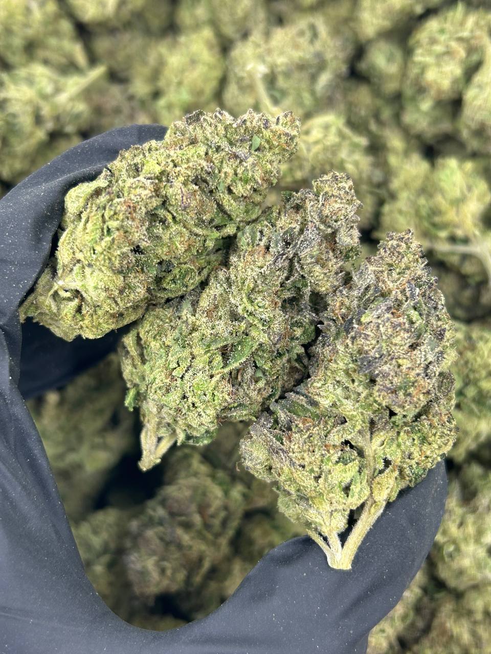 Grape Stomper THCA Flower