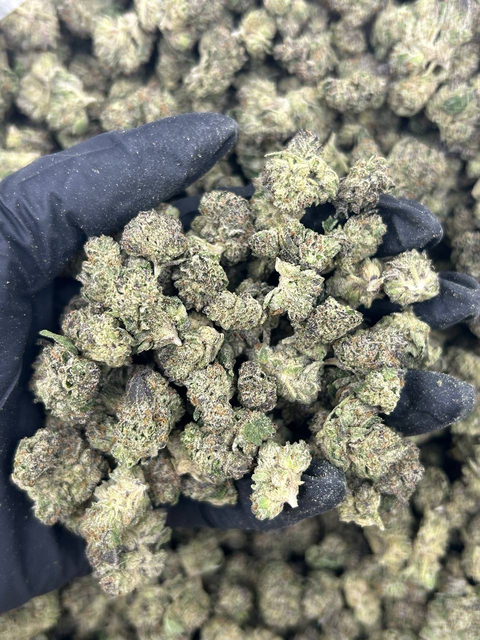 Jelly Zapper Smalls THCA Flower