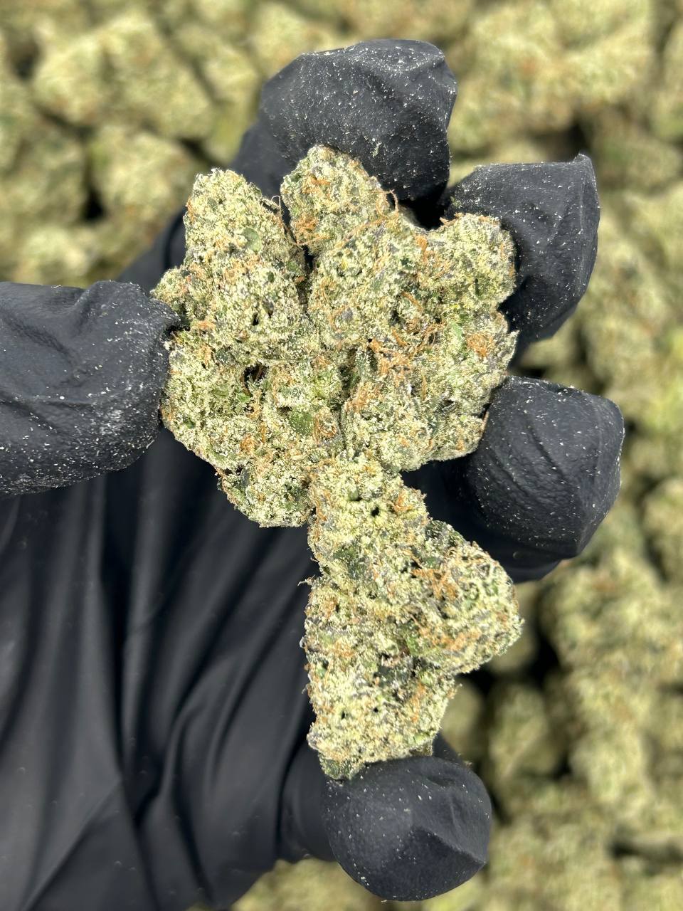 White Cherry Freeze THCA Flower