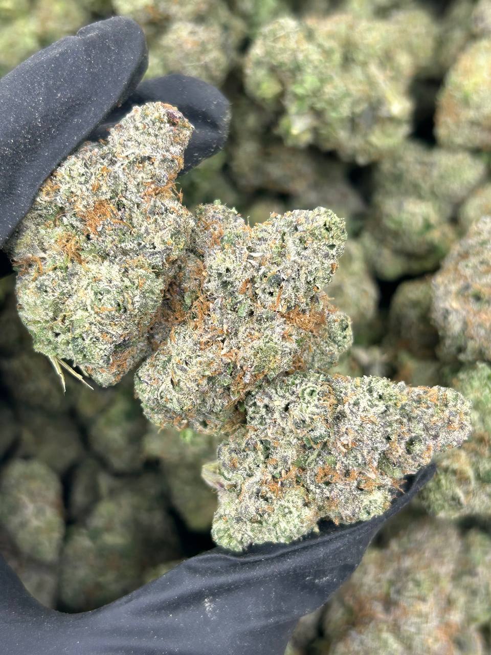 Tropical Zlushee THCA Flower