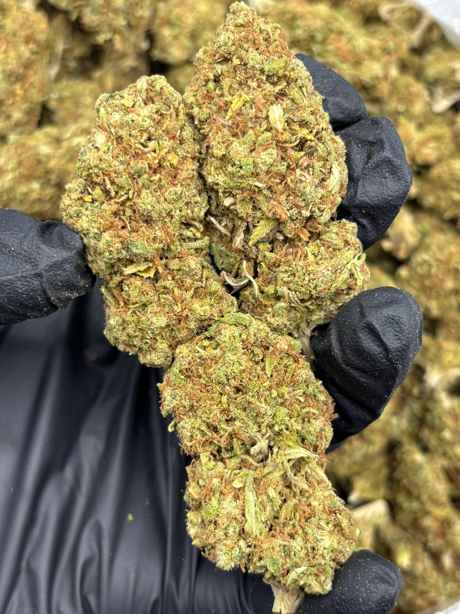 Rainbow Gusherz THCA Flower