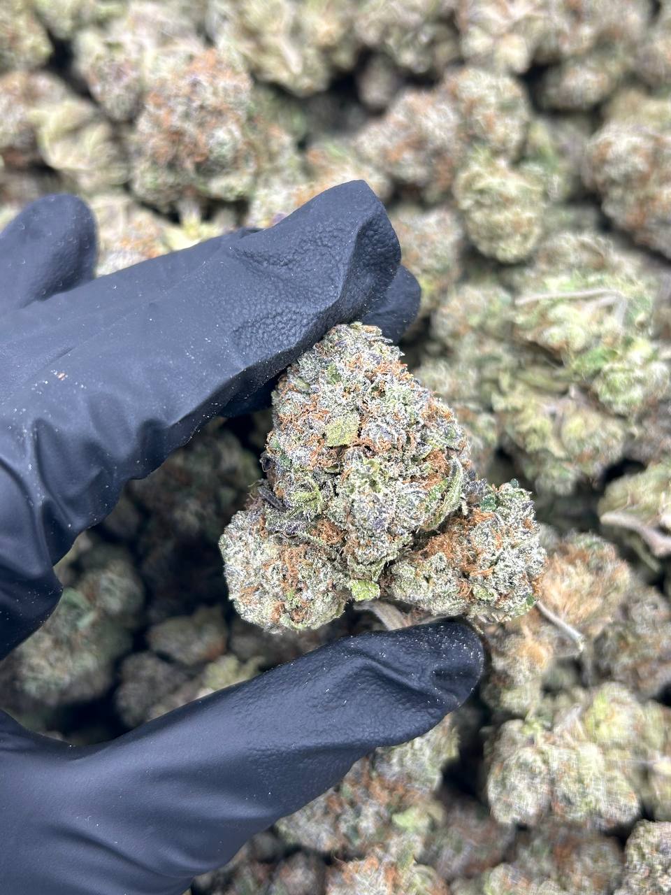 Sherbcake THCA Flower