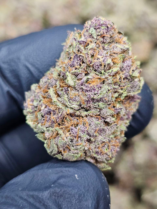 Tropicana Gelato