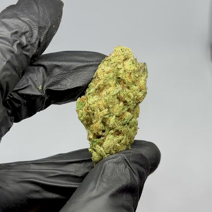 Lemon Cherry Gelato