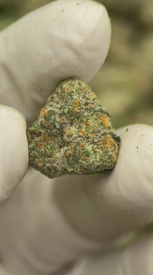 Purple Milk