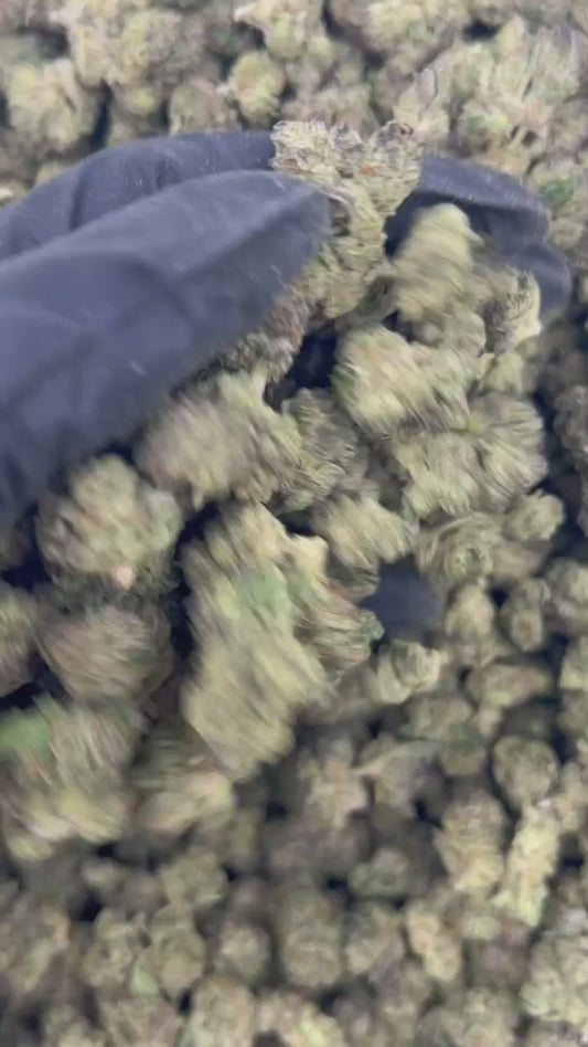 Jelly Zapper Smalls THCA Flower