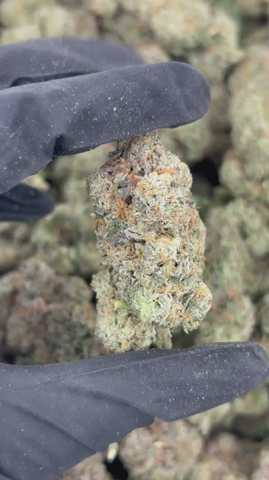 Sunset Sherbet THCA Flower