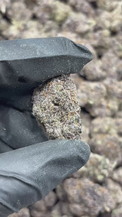 Blue Guava Runtz THCA Flower