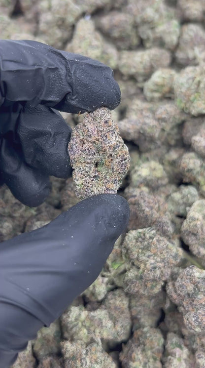 Watermelon Zlurpi THCA Flower