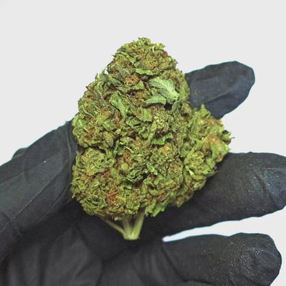 Gelato 33